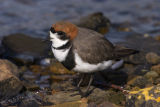 Two-banded Plover 